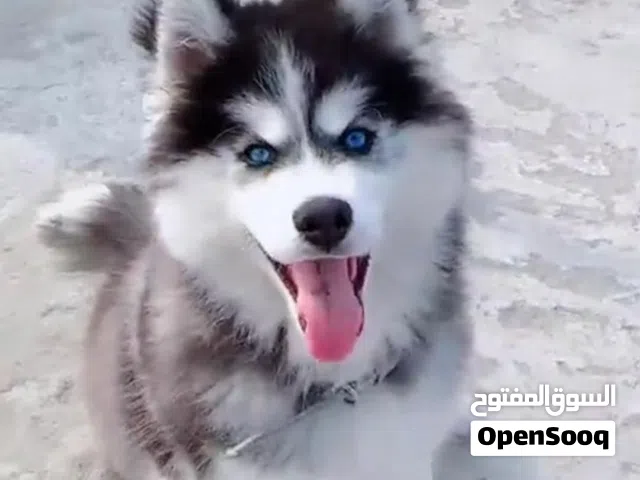 البيع الكلب