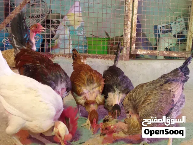 دجاج عرب ابوركيبه 5دجاجات اوديج دجاج بياض    خير من لله.     أملقح  اوجاهز