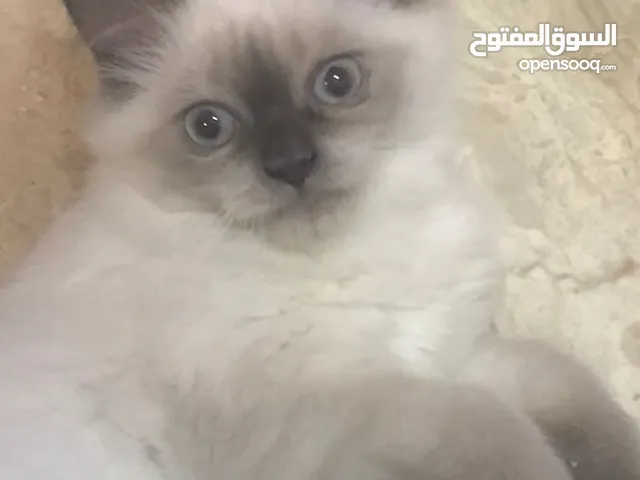 قطط هيمالايا صغيرة للبيع