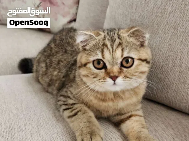 Pure Scottish Fold, British Female Kitten 6 months