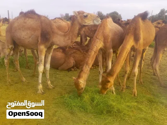 قعدان بل معلوفات