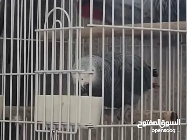 كاسكو زوج