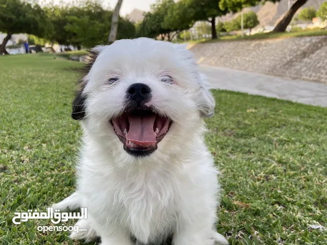 High Quality Pure Shih Tzu Puppy – Friendly & Playful