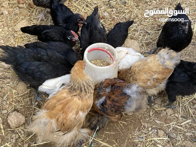 كتاكيت السلالات الحرة