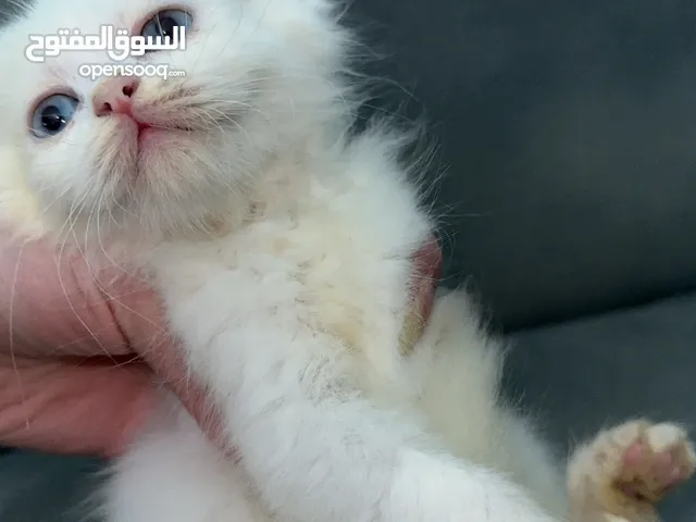 قطط للبيع نابلس