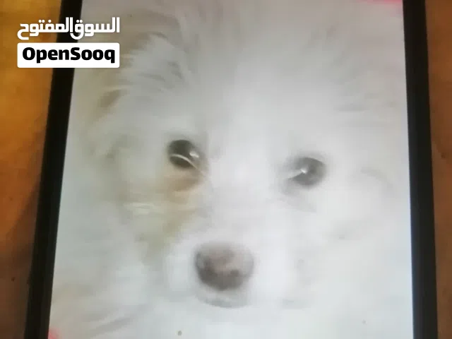 جراوي جيرفون بيور للبيع جميله وشقيه وبصحه ممتازه