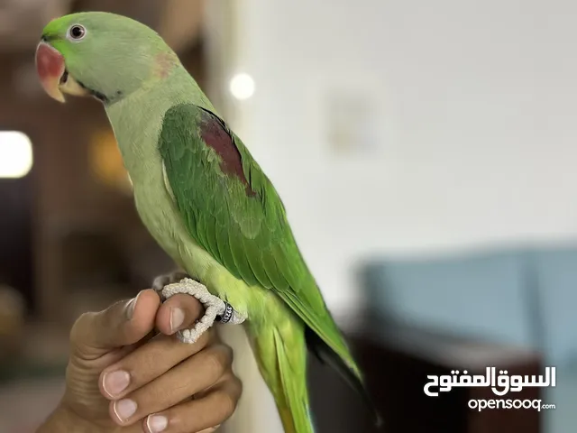 درة نيبالي