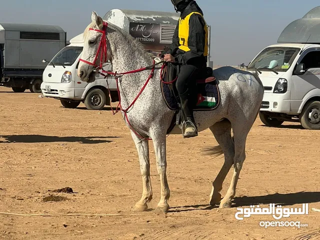 خيل للبيع + فرس متأهلين لمسافة ال80 كم في مسابقة القدرة