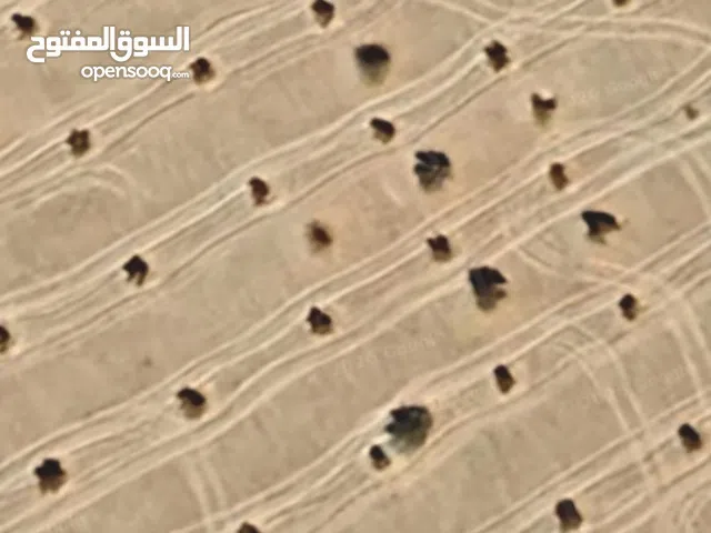 ارض فلاحية 5 هكتارات بها اشجار زيتون