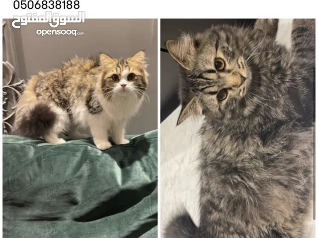 Siberian male and female