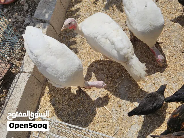 اربع حبات حبش ثلاث فرنسي وحبه تركي احمر