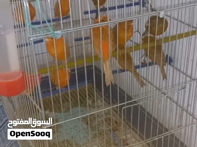 طيور كنار للبيع