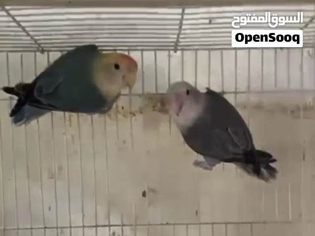 زوج لافبيرد منتج