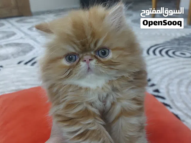 كتن Red Mackerel Tabby & White مميز للبيع – مكس بيرشن × بريتش