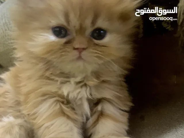 قطط بيرشن إم شيرازي اصلي