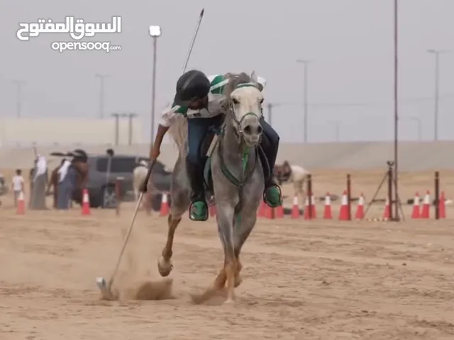 حصان مصريي