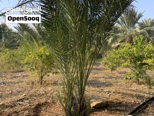نخيل للفلل والقصور