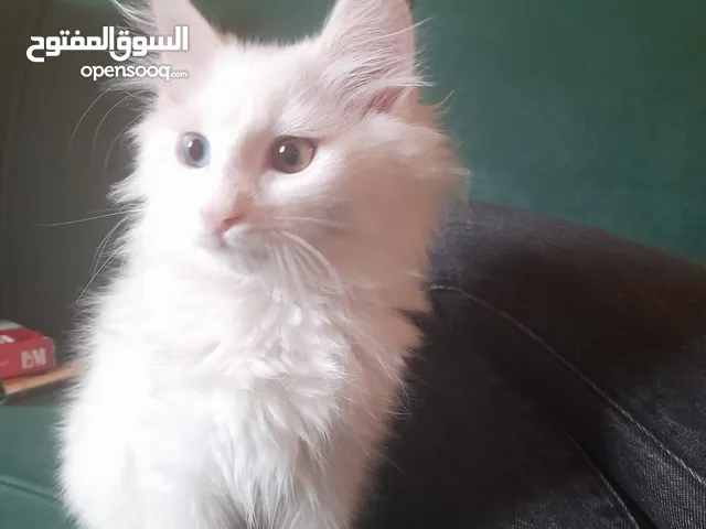 شيرازي انغورا تركي
