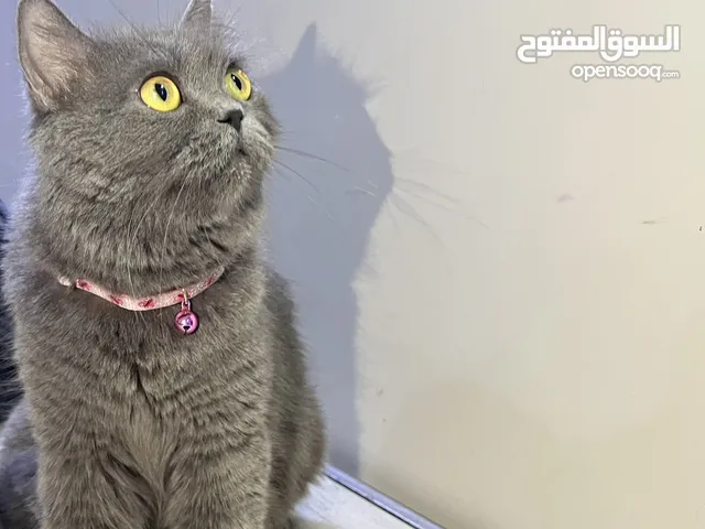 للبيع انثى سكوتش ستريت بريتش معقمة
