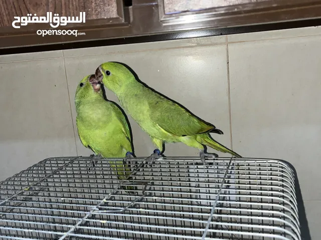 للبيع متو حجم جامبو