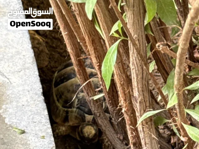 سلاحف 2 حجامهم كبار و 1 صغير