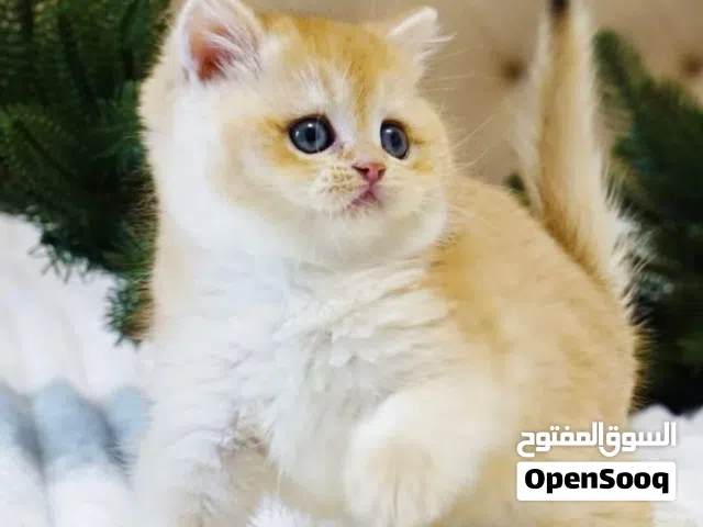 مزرعة شهد  المهدي للقطط