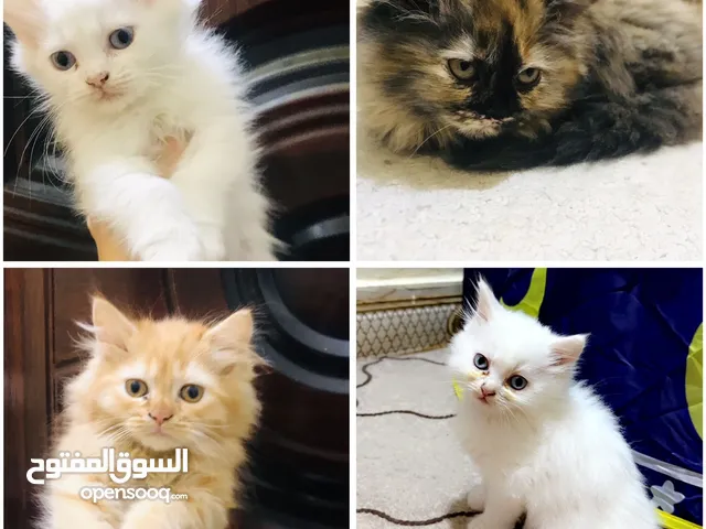 قطط شيرازي عدد 4 العمر شهرين متعلمات على كلشي السعر 200 وبيهن مجال