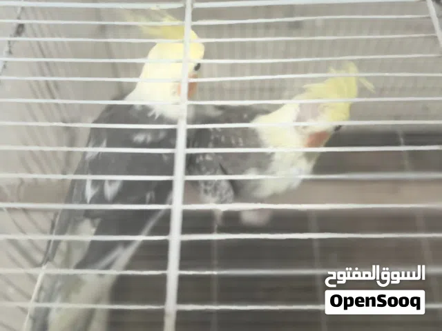 السلام عليكم ورحمة الله وبركاته عندي كوبيه كوكتيل