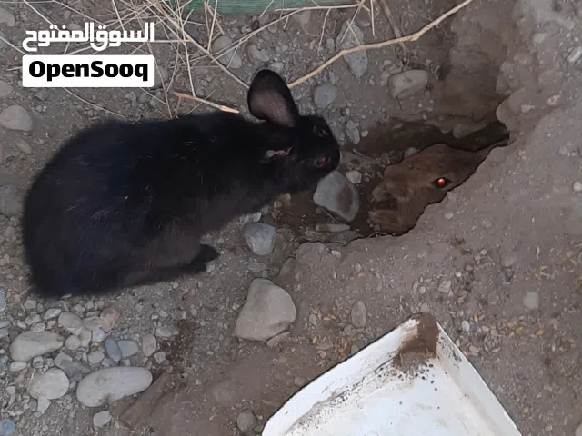 ارانب عمانيات للبيع ذكور واناث