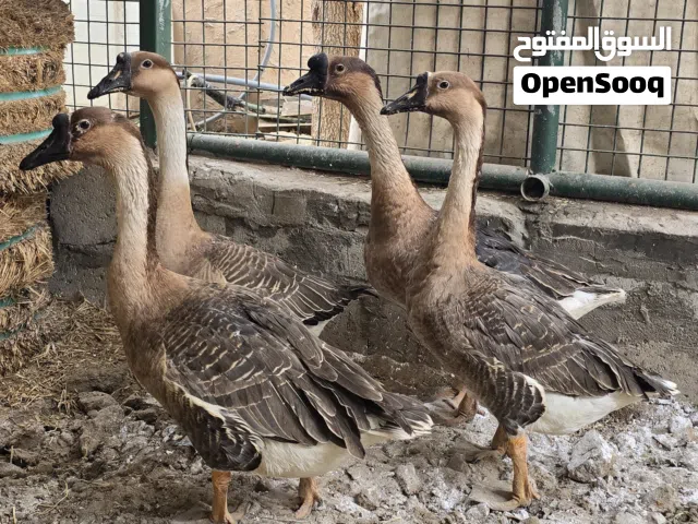 بيعة سريعة بط عراقي منتجين العدد:4 ثلاث اناث وذكر واحد صحة ونظافة تربية بيت