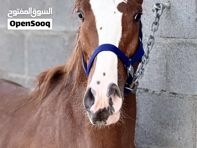 حصان عربي للبيع (السعر قابل للتفاوض)
