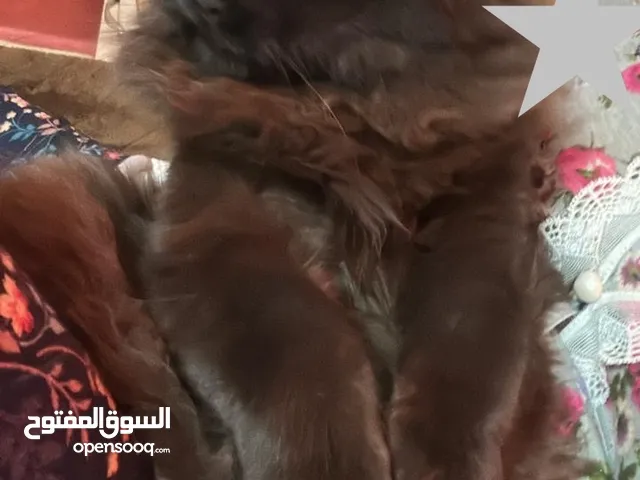 قطتي الكيوته للتبني لاني مسافره