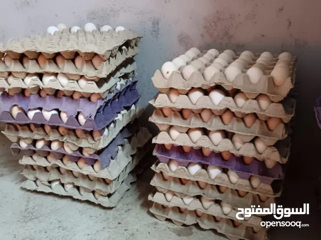 بيض دجاج عماني