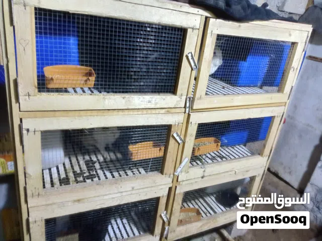 ارانب للييع