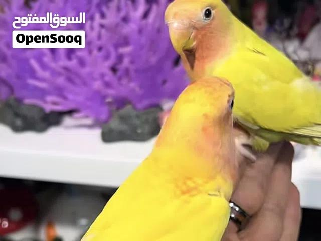 مطلوب كوبيه بركادلو