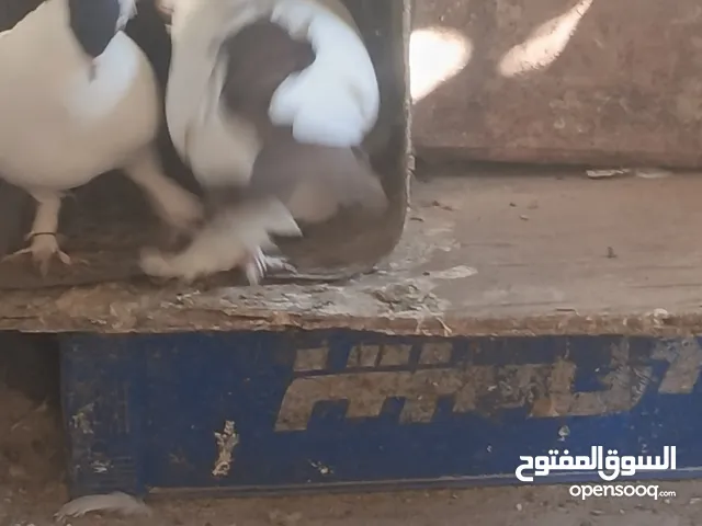حمام للبيع