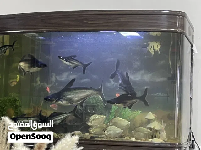 سمك قرش اليف