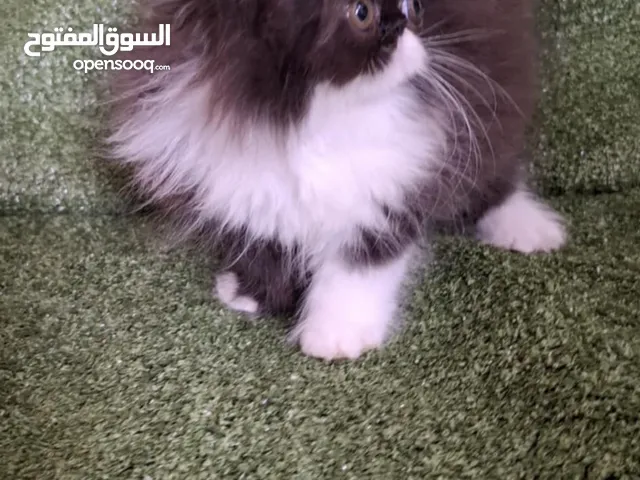 قطط بيكي فيس بيور