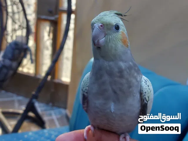 طير كوكتيل