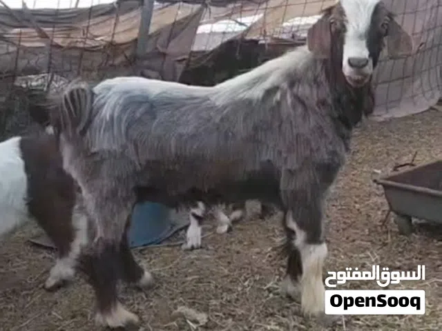 تيس للبيع.