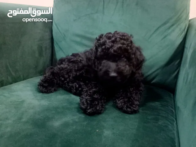 Mini Poodle Puppy for Adoption