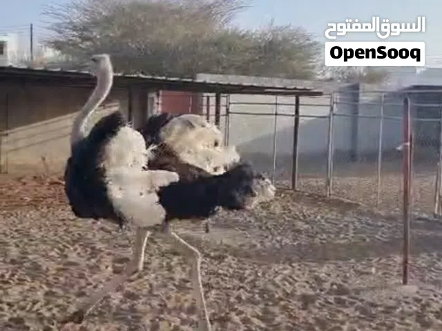 نعام الافریقی