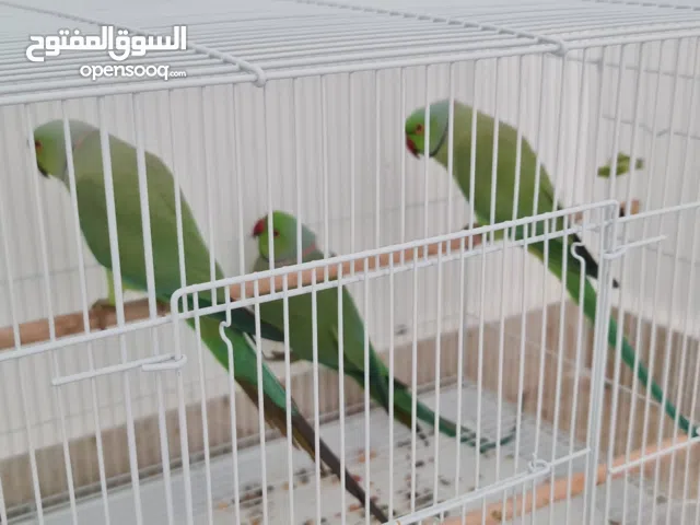 ببغاء دره هندي زكر بالغ جاهز للانتاج