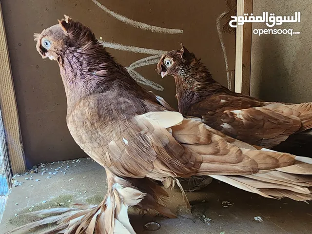 متاح جواز ازبك بزره الماني