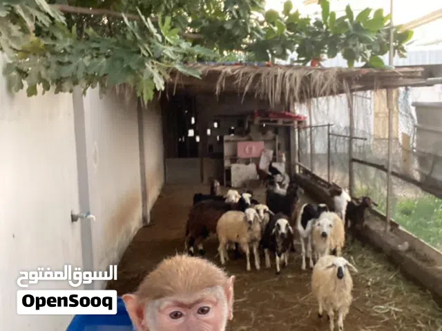 للبيع الي له رغبه يتواصل ع الواتس