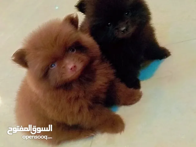 متجرنا عمان سيم