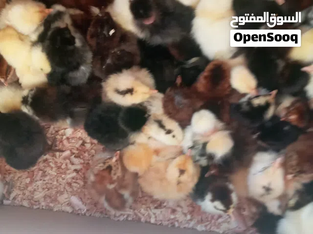 دجاج للبيع