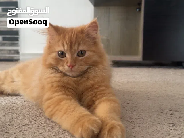 قط ذكر للبيع ماخذ كل المطاعيم