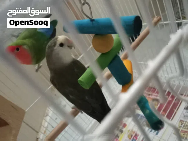 lovebirds  pair with cage