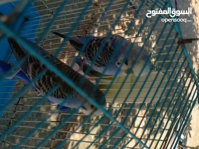 كوبيه بقلينو